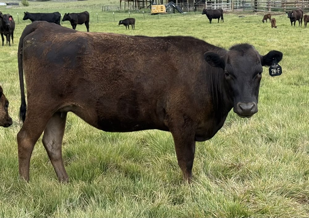 Hikari United CARF24V2MF Full Blood Japanese Black Wagyu donor female Top 14% BFI Carlog-bred Colorado