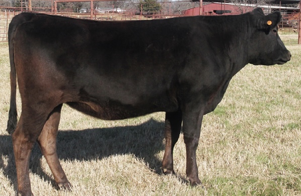 Chisahime M6RF23U335L Full Blood Japanese Black Wagyu donor female Top 10% BFI M6 Ranch Carlog Cattle