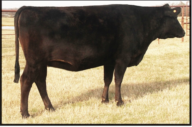 HIKOKURA 119J - Proven Matriarch