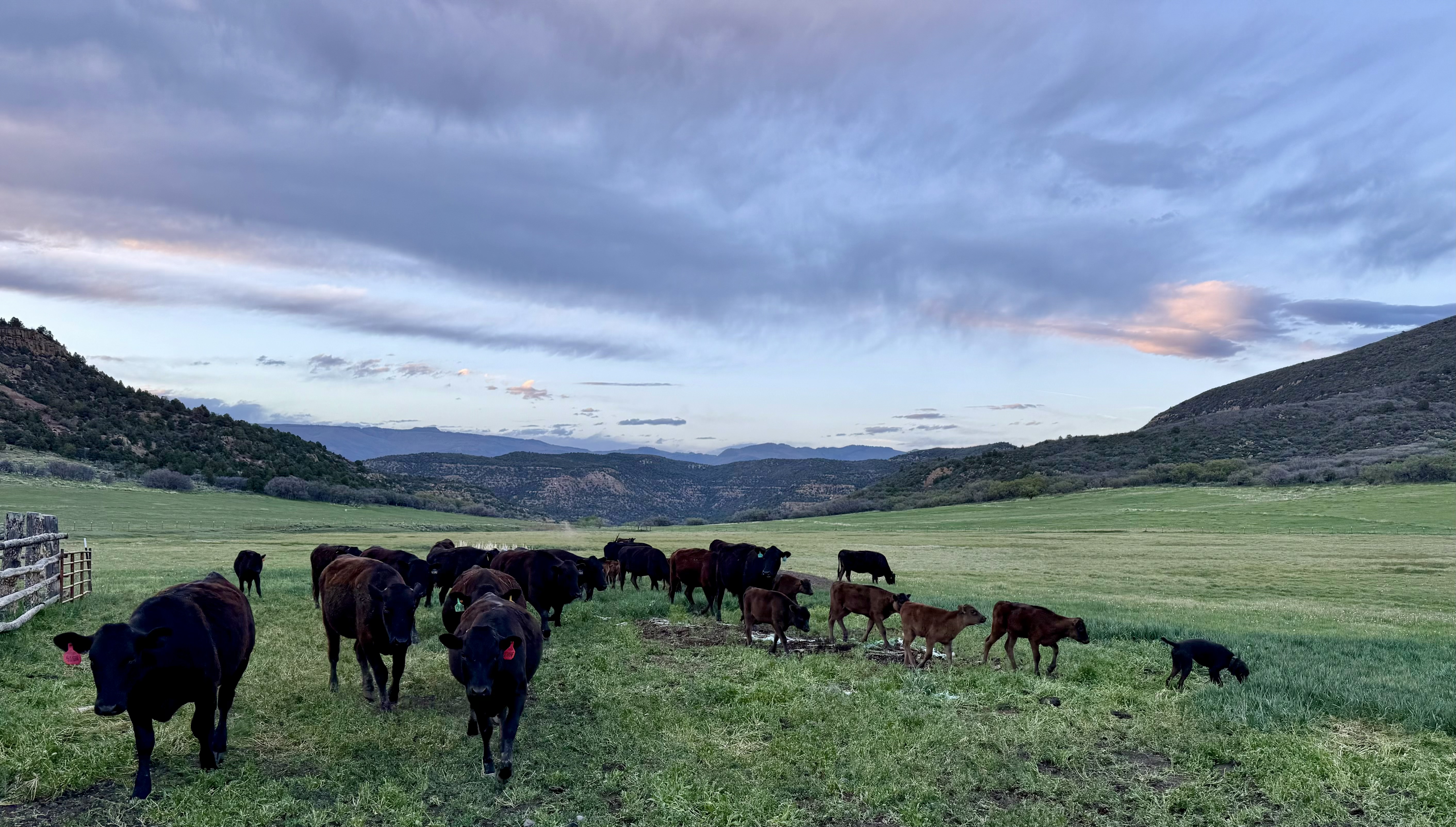 Carlog herd grazing in Colorado mountains