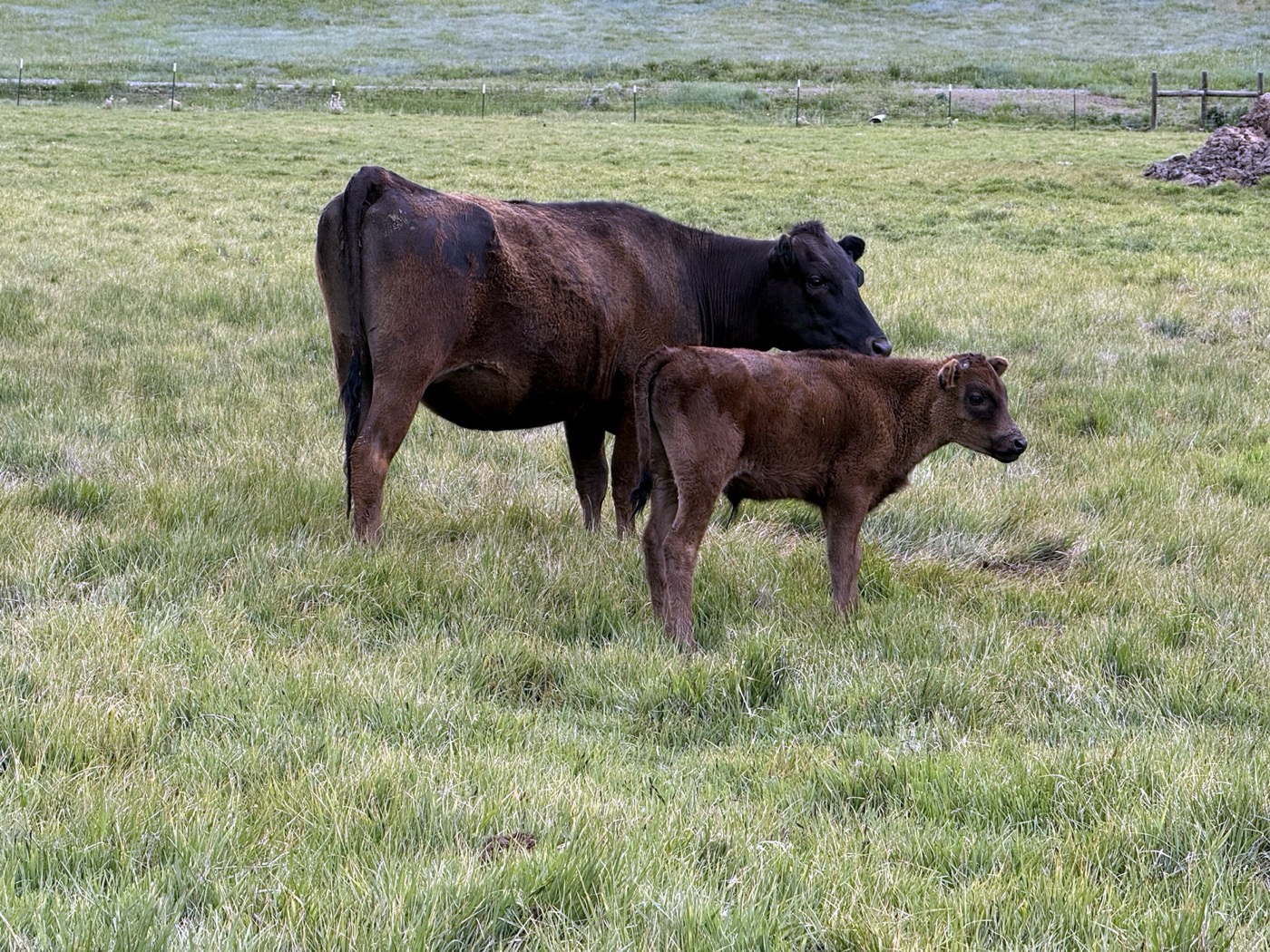 Healthy fullblood Wagyu herd — half, Carlog Cattle Co.