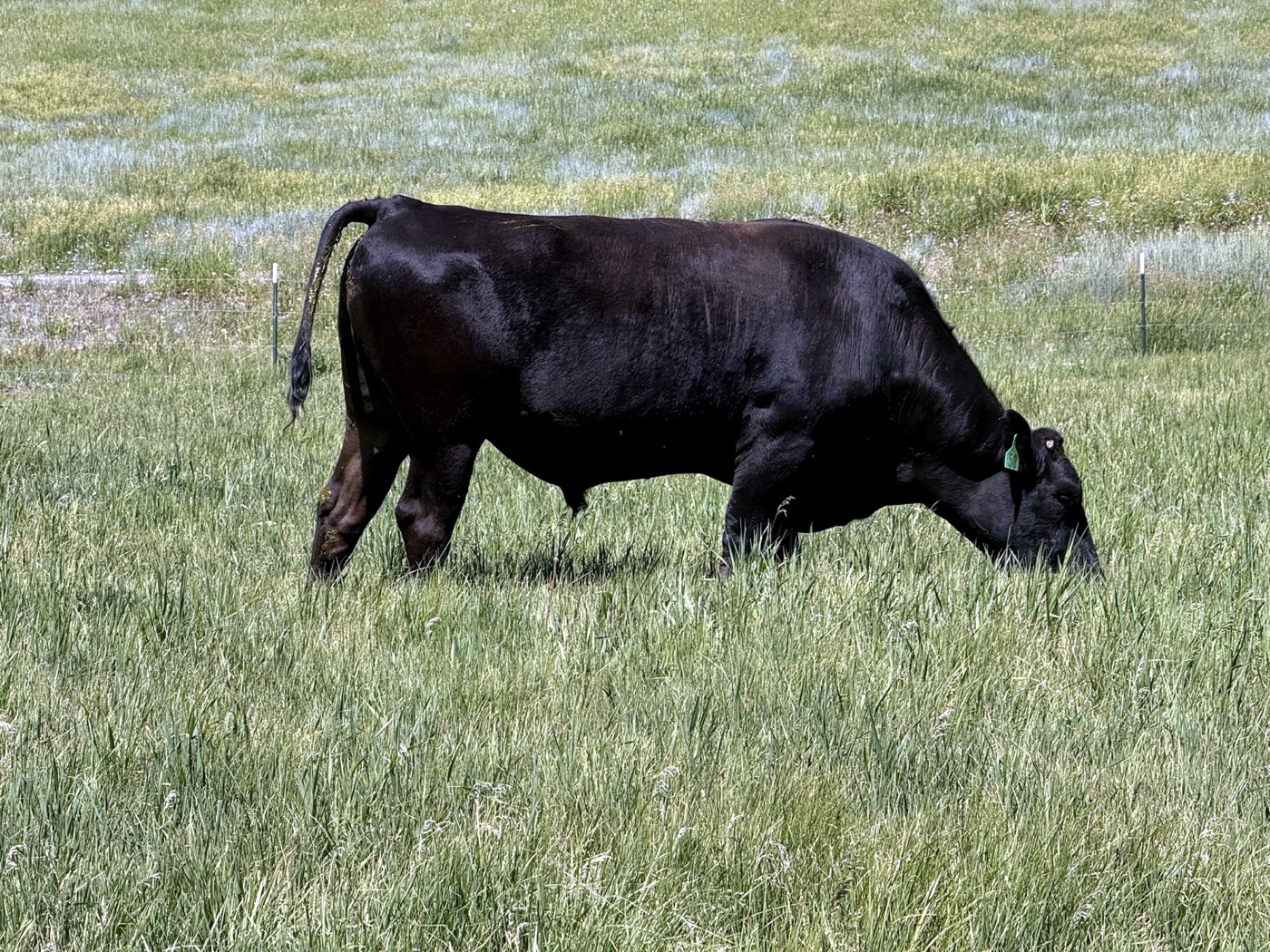 Healthy fullblood Wagyu — quarter, Carlog Cattle Co.