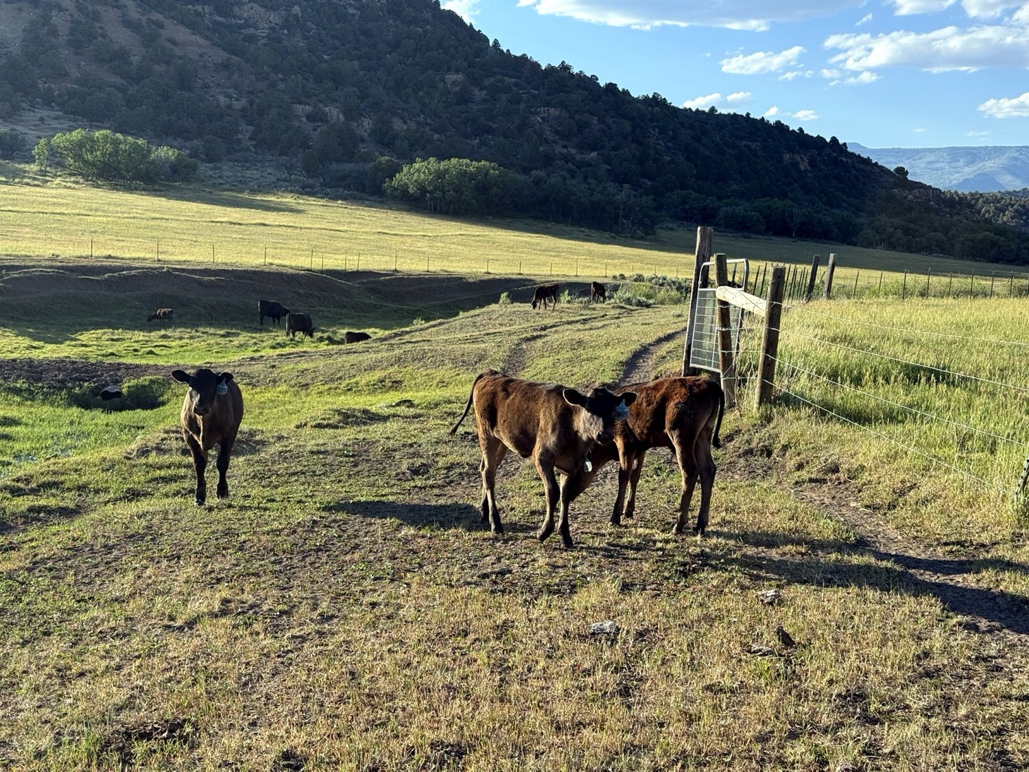 Carlog Cattle Co. ranch in the Colorado Rockies