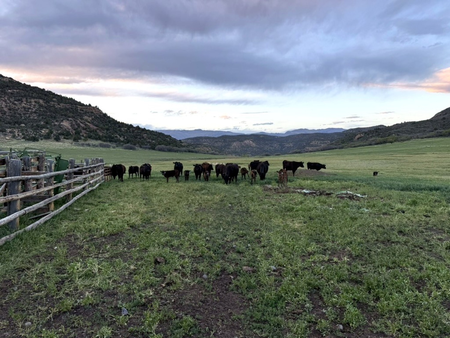 Fullblood Wagyu herd in the Colorado high country — full, Carlog Cattle Co.
