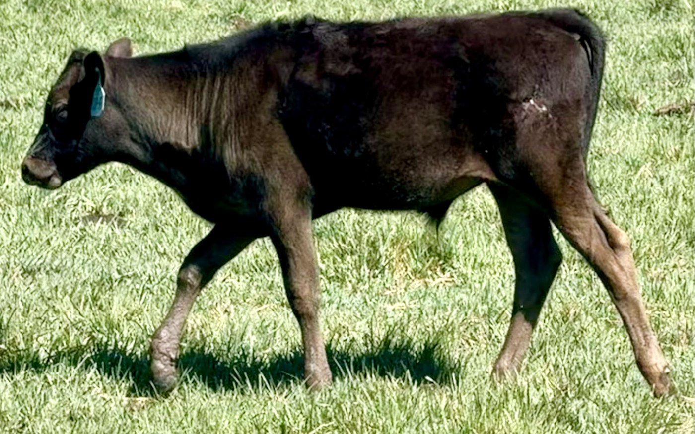 CARF26X11PF — 2026 Fullblood Wagyu bull calf on green Colorado pasture
