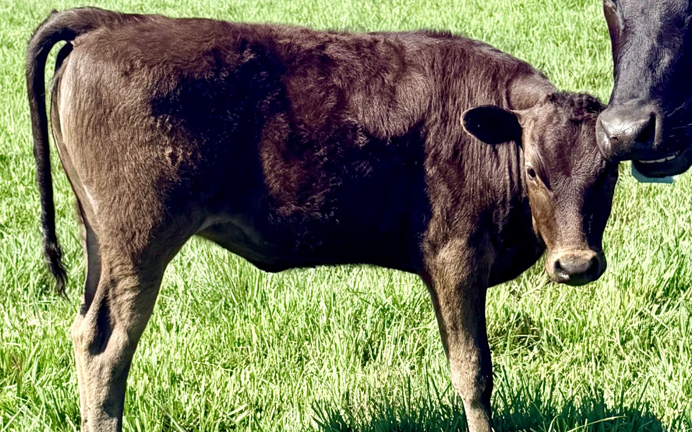 CARF26X15MPF — 2026 Fullblood Wagyu heifer calf (BFI 520) on green Colorado pasture