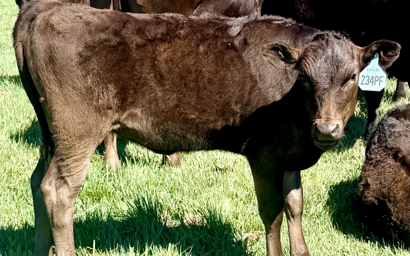 CARF26X234PF — 2026 Fullblood Wagyu heifer, BFI +582, Top 3% of the breed