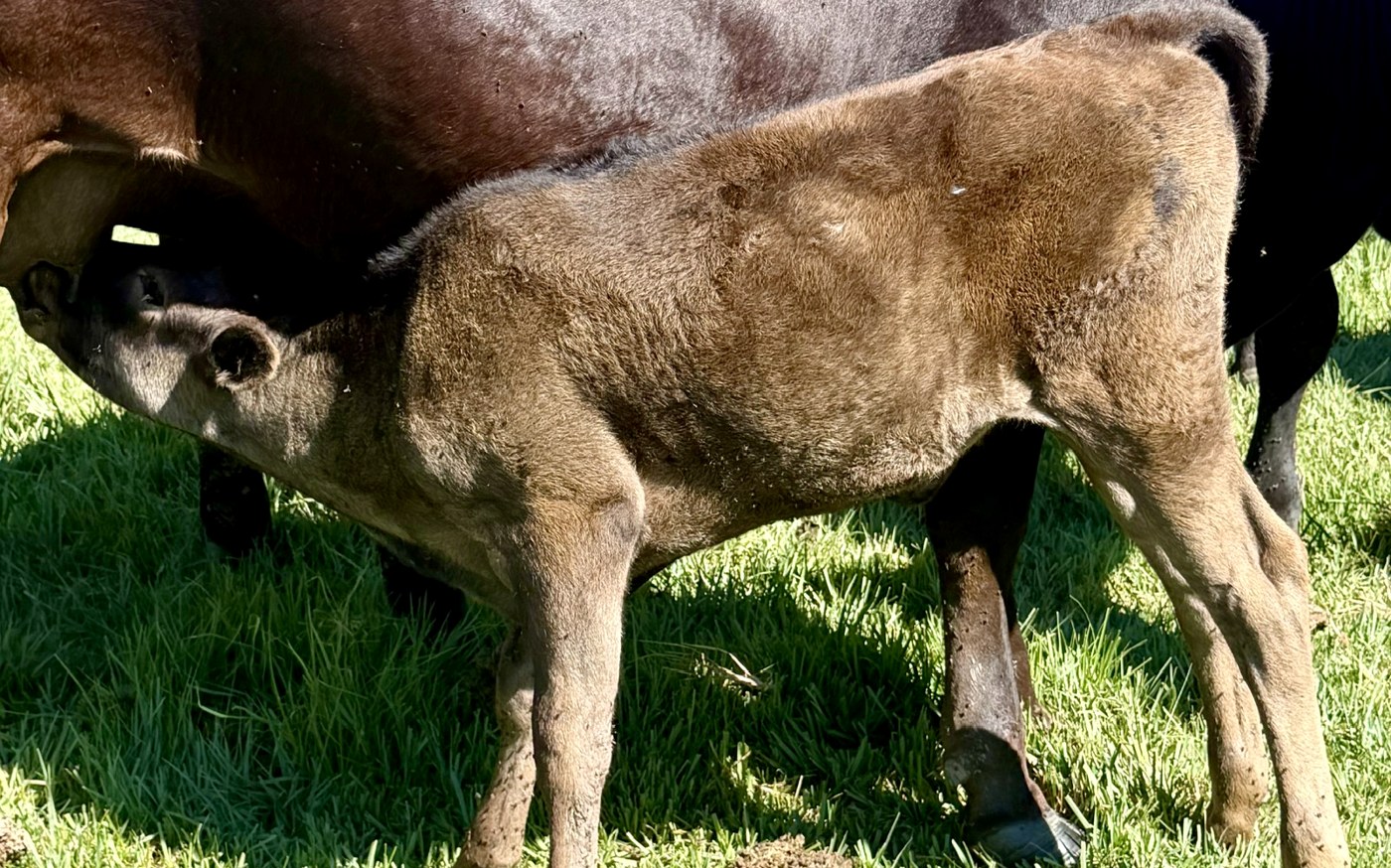 CARF26X270PF — 2026 Fullblood Wagyu heifer calf at her dam on green Colorado pasture