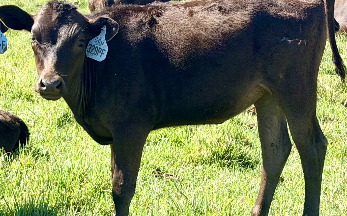 CARF26X329PF — 2026 Fullblood Wagyu heifer calf on green Colorado pasture
