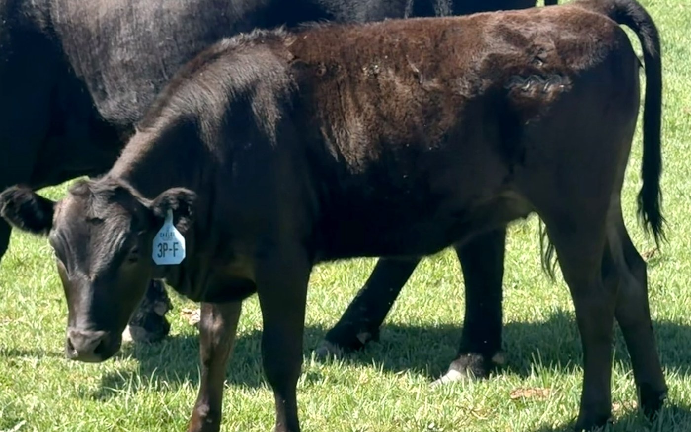 CARF26X3PF — 2026 Fullblood Wagyu heifer calf on green Colorado pasture