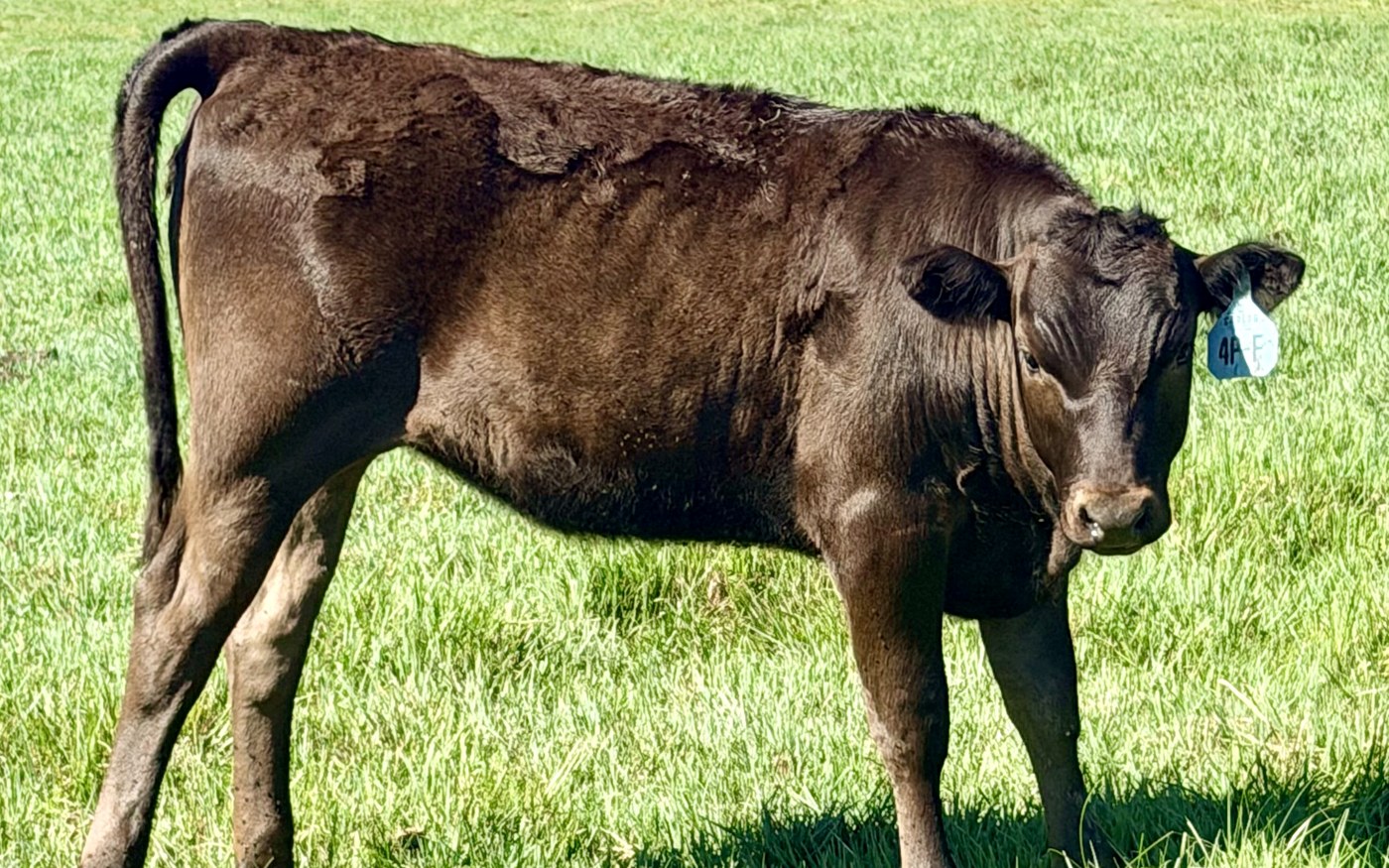 CARF26X4PF — 2026 Fullblood Wagyu heifer, Marble Score 3.7, elite marbling