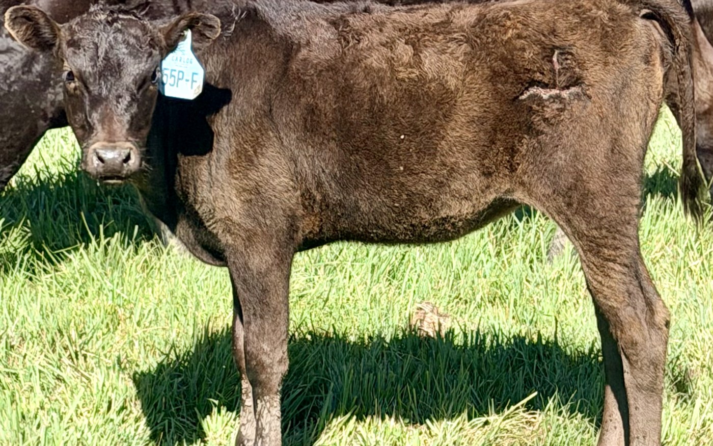 CARF26X55PF — 2026 Fullblood Wagyu heifer calf on green Colorado pasture