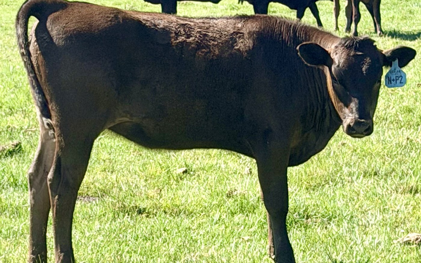 CARF26XNP — top 2026 Fullblood Wagyu heifer, BFI +613, Top 5% of the breed