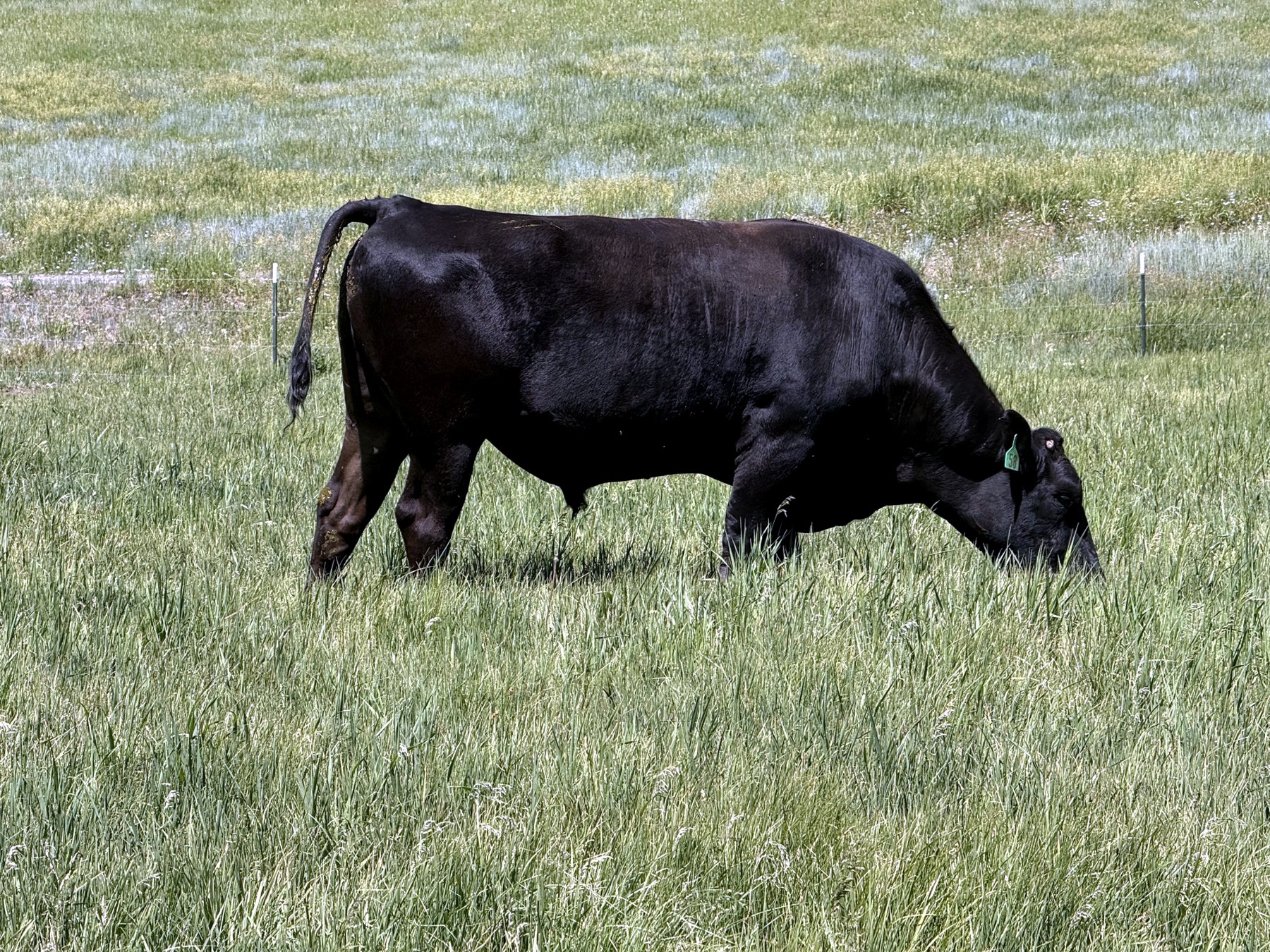 Fullblood Japanese Black Wagyu on Colorado pasture