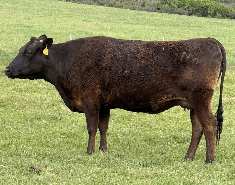 Hikokura 119J M6RFS119J fullblood Wagyu donor female