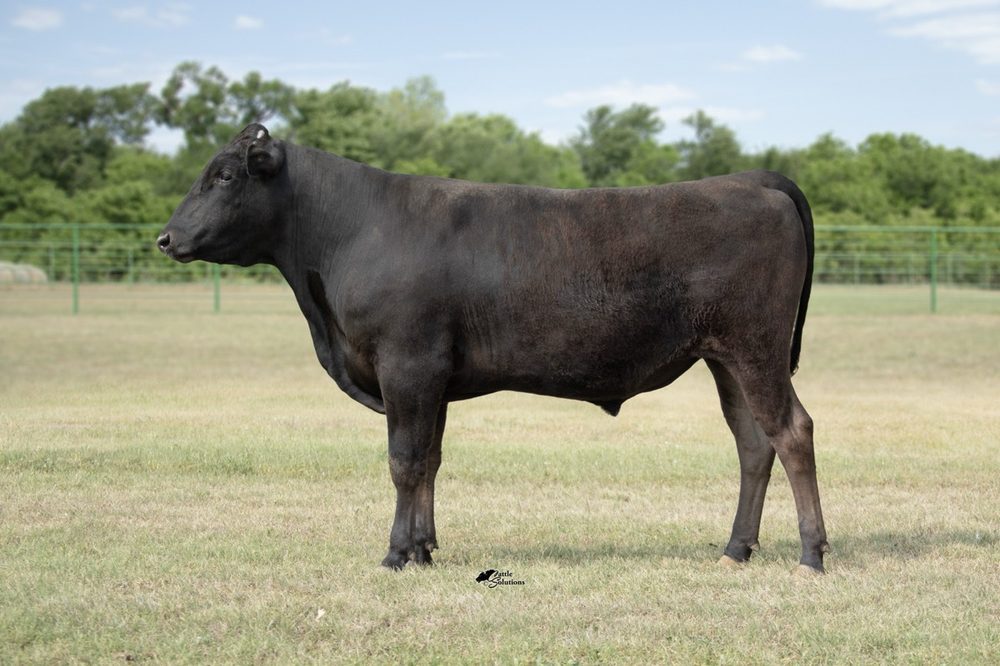 Lonestar RSTF23U228 — Fullblood Wagyu herd sire, semen available