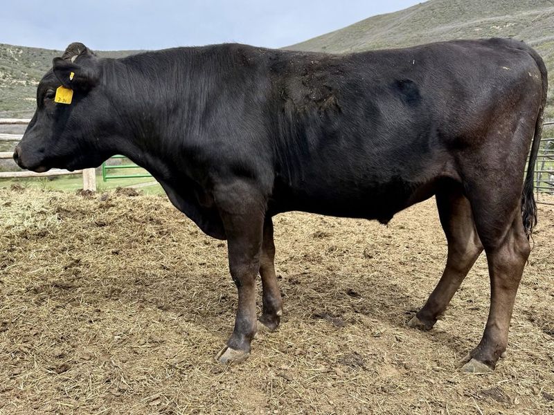 M6 Sunny M6RF24V435M fullblood Wagyu sire