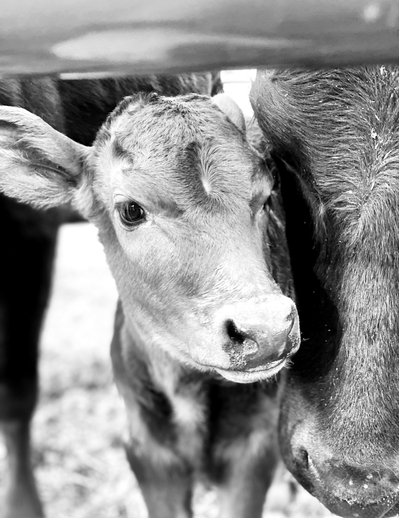 Fullblood Japanese Black Wagyu calf raised at Carlog Cattle Co., Collbran Colorado