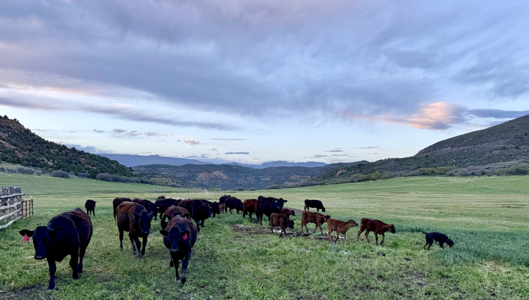 Fullblood Japanese Black Wagyu herd and calves on green Colorado pasture at dusk