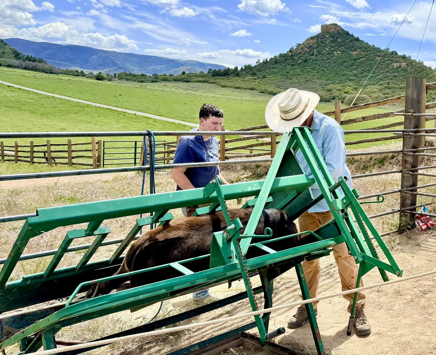 2026 calf crop working day at Carlog Cattle Company — Full Blood Japanese Black Wagyu calves in Colorado