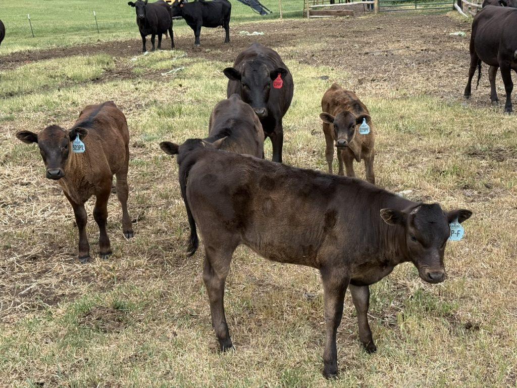 Lonestar's 2026 calf crop at Carlog Cattle Company, Collbran Colorado — Full Blood Japanese Black Wagyu calves