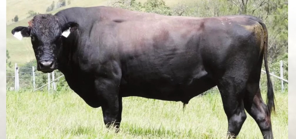 Gateway F154 Gatekeeper S0024, sire