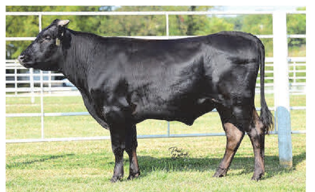 Infinity Dream Maker 5M, sire