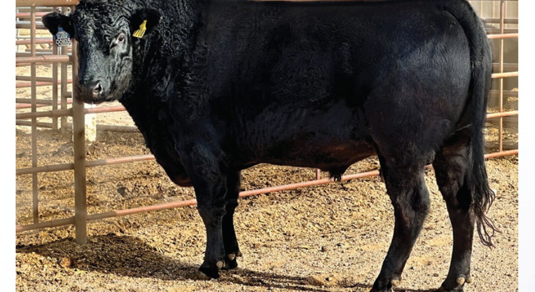 TBR Shogun 7704K, sire