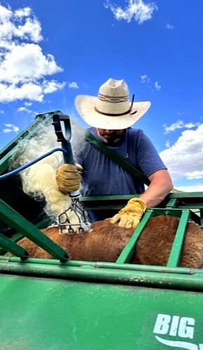 Working cattle in the chute at Carlog Cattle Co., Collbran Colorado