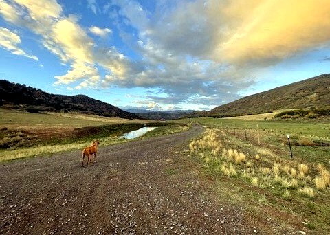 Ranch dog on the road at golden hour, Collbran Colorado
