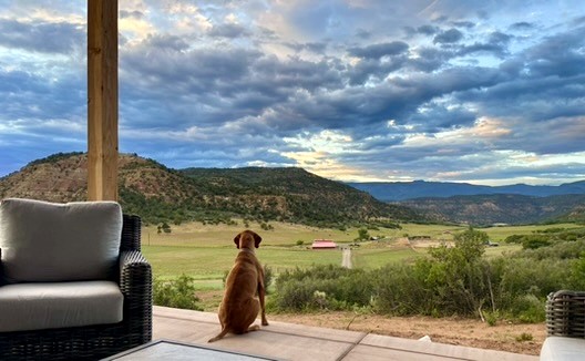 Ranch dog taking in the Rocky Mountain valley view at Carlog Cattle Co.
