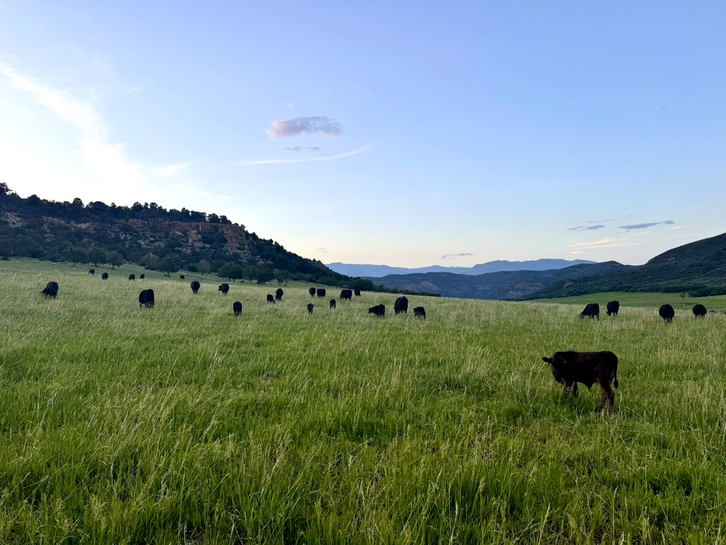 Fullblood Wagyu herd grazing at dusk, Colorado high country