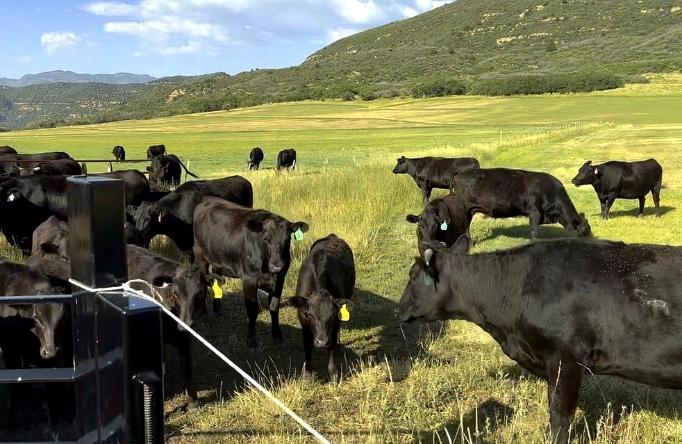 Fullblood Wagyu herd in the Colorado high country pasture