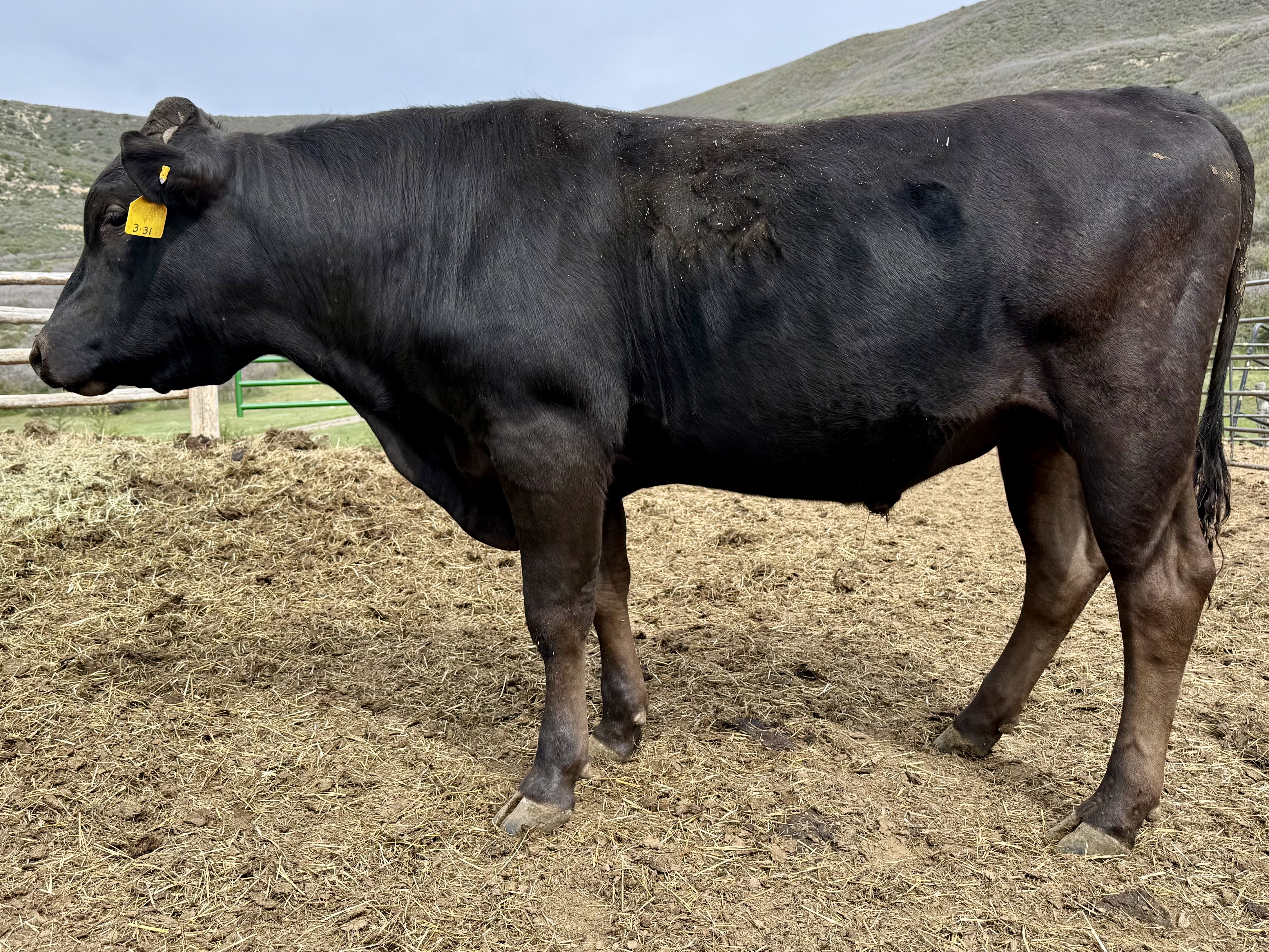 M6 SUNNY - Elite Donor Female