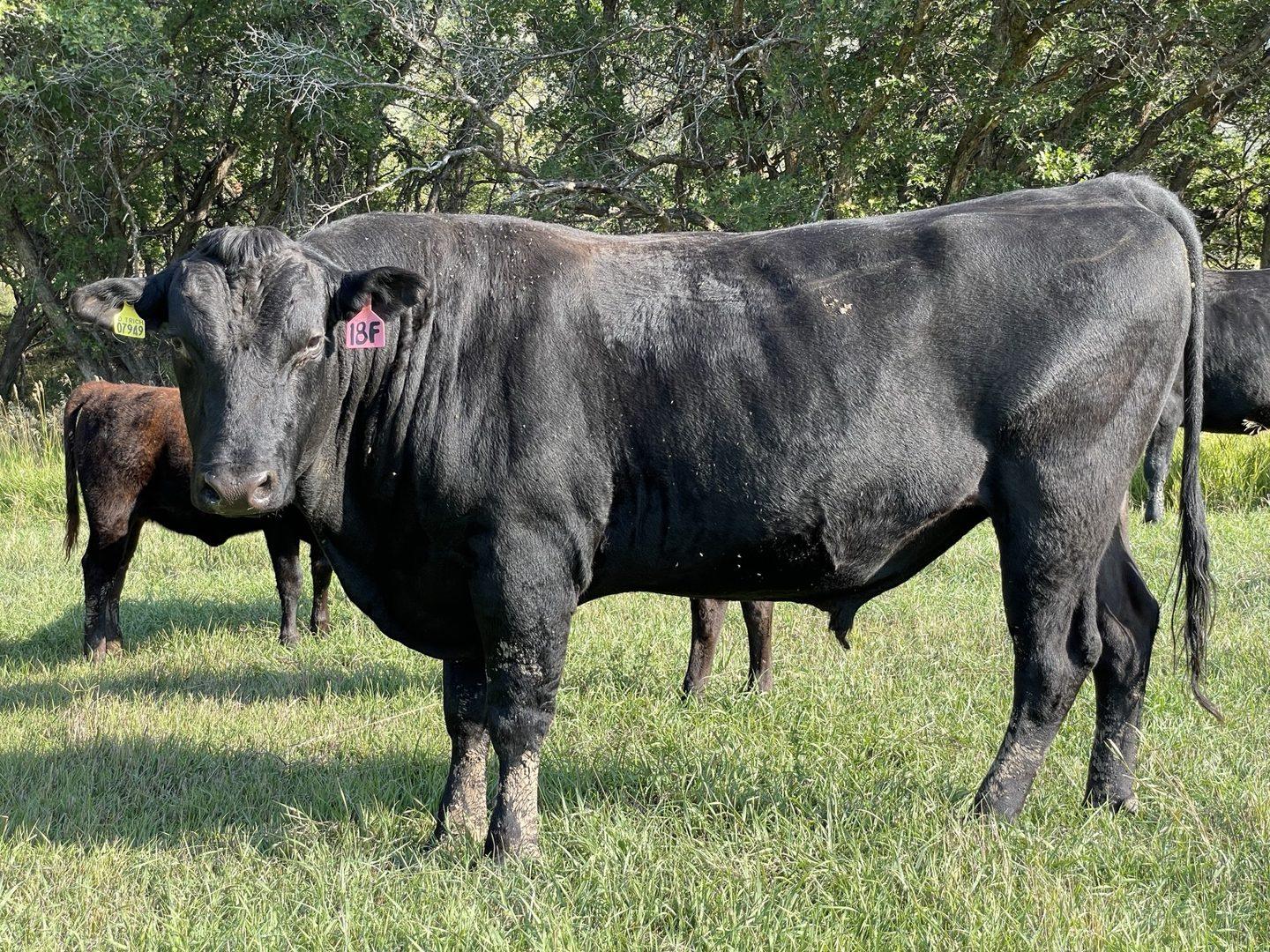 Full Blood Japanese Black Wagyu bull in Rocky Mountain pasture at Carlog Cattle Company, Collbran Colorado